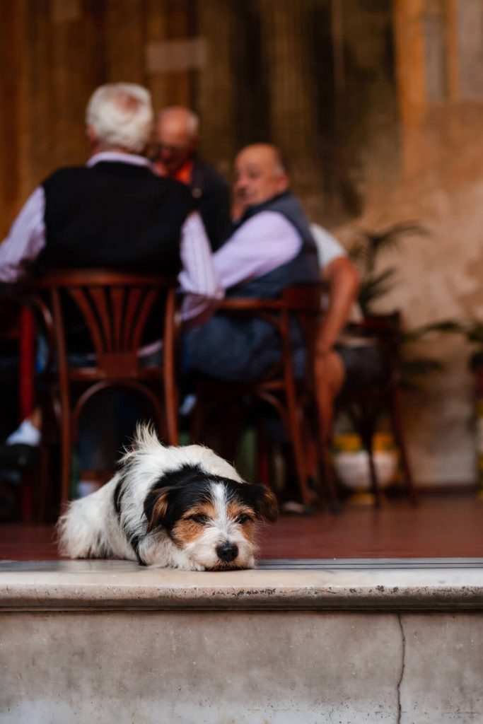 dog in sorrento italy