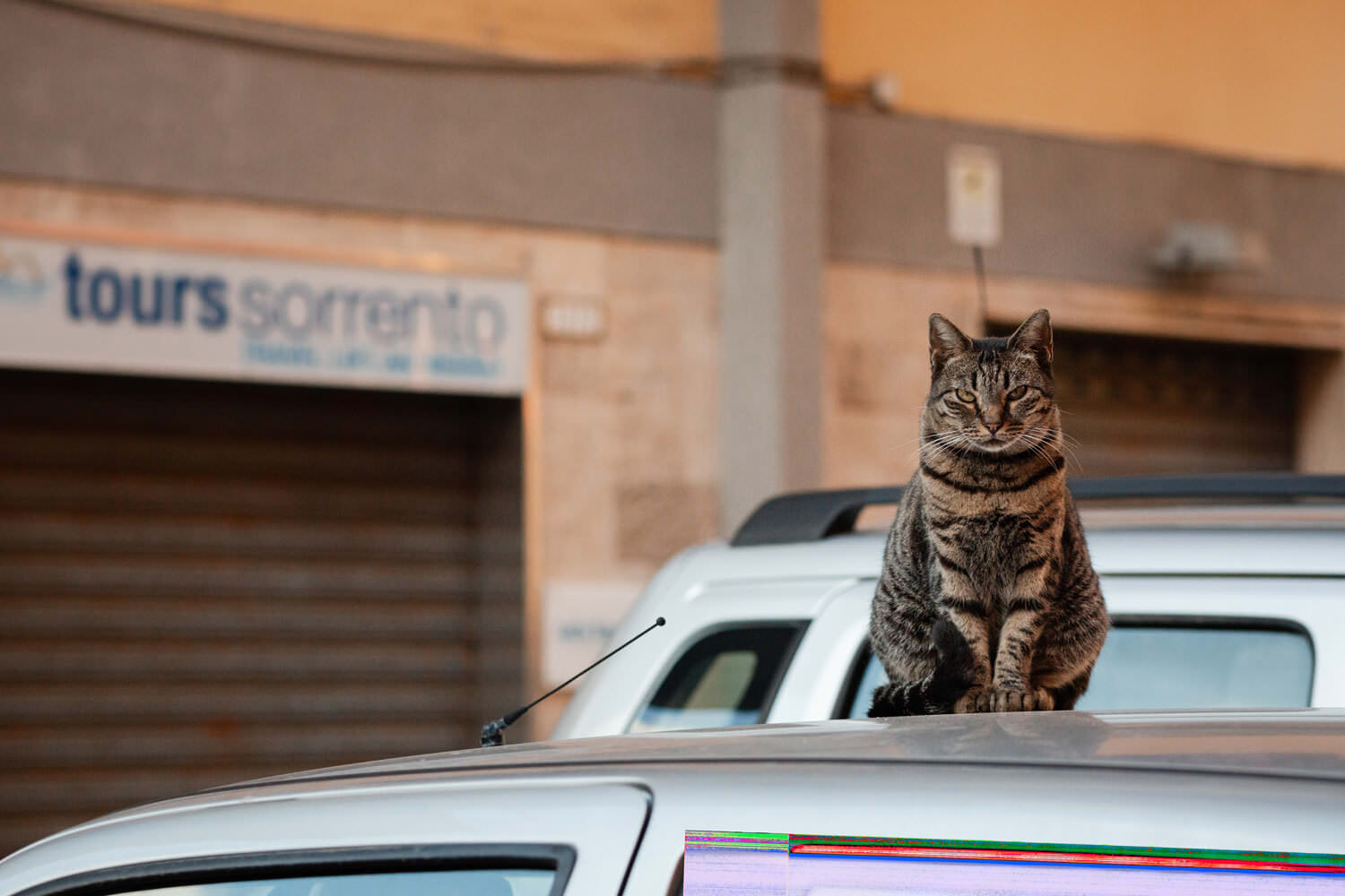 cat in sorrento