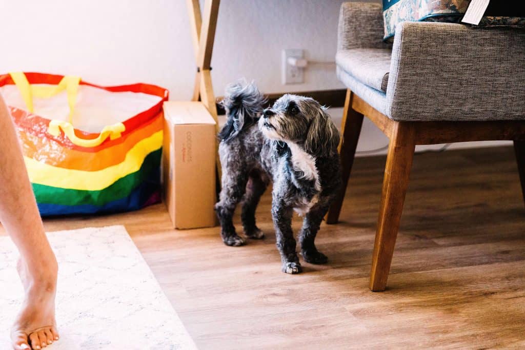 dog with rainbow bag